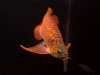 PREMIUM ASIAN RED,SUPER RED AND MANY OTHER AROWANA SPECIES FOR SALE!!!!